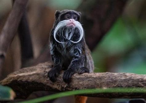 Emperor Tamarin Facts, Habitat, Lifespan, Predators, Pictures