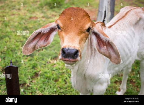 Poddy calf hi-res stock photography and images - Alamy