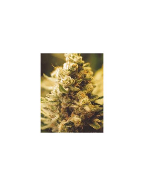 Lemon Kush (Female Seeds) Feminized Seeds | Up To 30% Off