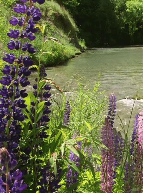 Calming stream summer spring water outdoors nature flowers lake gif stream calming Beautiful ...