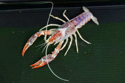 Australian Red Claw Crayfish Stock Photo - Image of australian, animal: 95594980