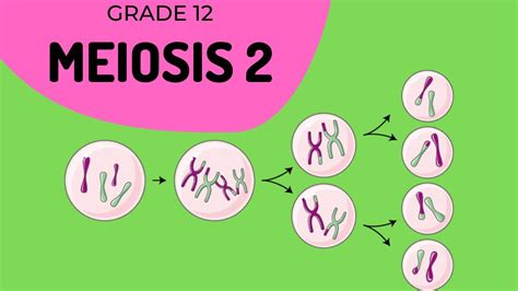 Meiosis 2 | Formation of gametes - YouTube