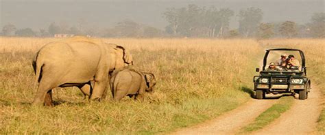 Rajaji National Park Safari - Scout India Adventures