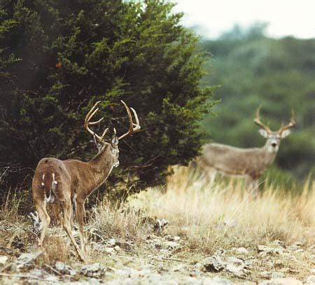 Texas Hunting Land for Sale - Dominion Land