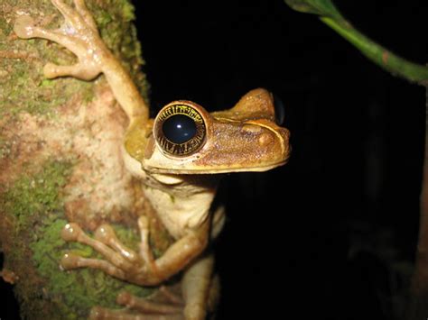 Amazon Tree Frog, Brazil | Benedict Adam | Flickr