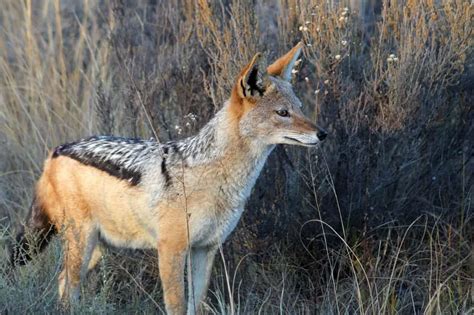 Jackal Animal - Interesting Facts You Should Know About