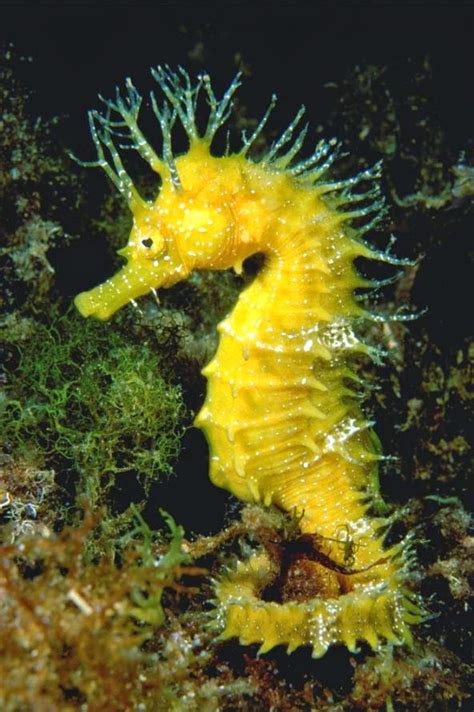 All-species fitness: Shape of the seahorse