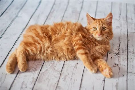 American Bobtail Cat • Purrfect Cat Breeds