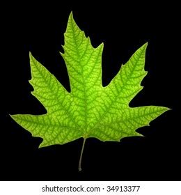 208 Chinar Leaf Images, Stock Photos & Vectors | Shutterstock