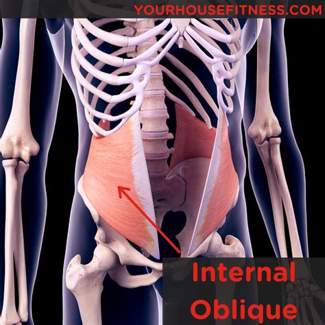 Muscle Breakdown: Internal Oblique