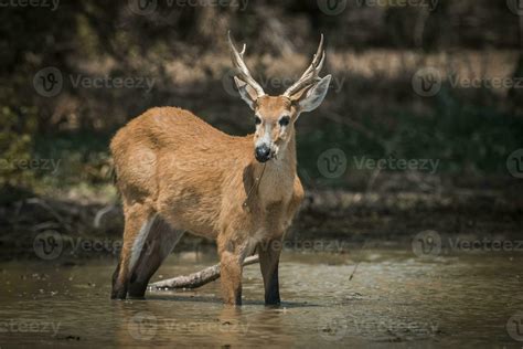 Marsh deer, Blastocerus dichotomus, in pantanal environment, Brazil ...