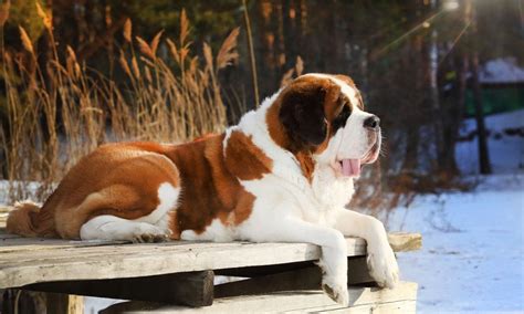 Saint Bernard Breed: Characteristics, Care & Photos | BeChewy