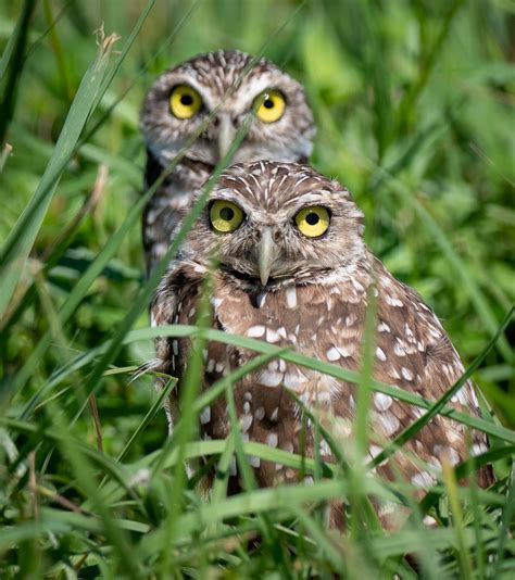 For the Birds: The Burrowing Owls of SW Florida | Ron Mayhew