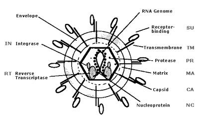 The Structure of the Retrovirus
