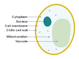 Animal Cell Cytoplasm Definition And Function - An In-depth Look at the ...