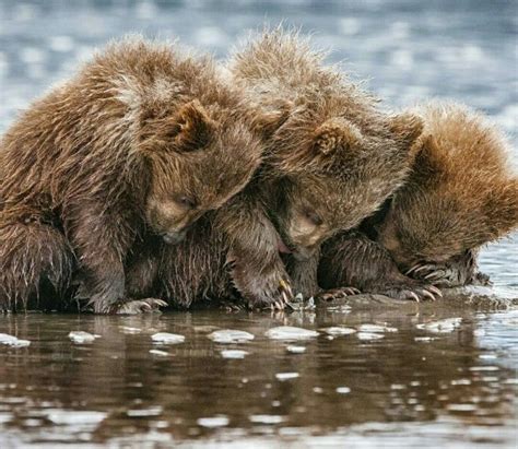 3 Sleeping Bear Cubs | Photograph by Ursula Dubrick | Brown bear, Bear cubs, Alaskan brown bear