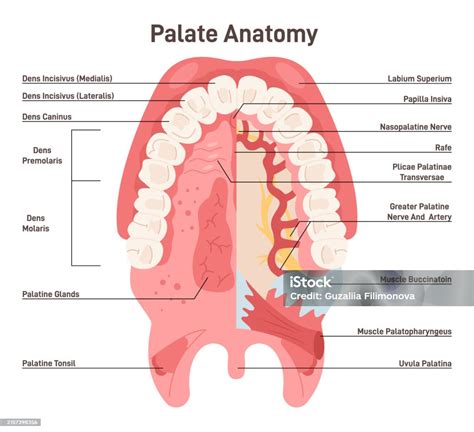 Palate Anatomy Human Oral Cavity Inferior Surface Of Upper Jaw ...