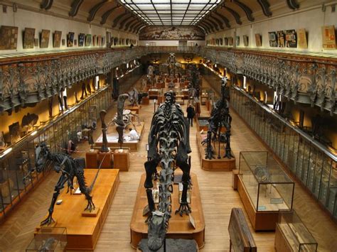 The Natural History Museum | Natural history museum london, Natural ...