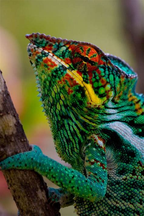 66 best images about Chameleons, Chameleon, Lizard, 150 different kinds on Pinterest | Horns ...