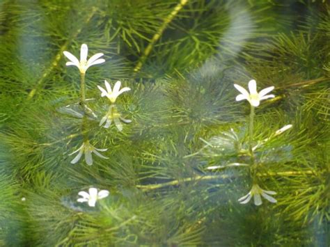 Carolina Fanwort (Cabomba caroliniana) – Orleans Conservation Trust