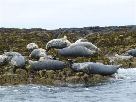 Farne Islands seals | Farne islands, Northumberland coast, Beautiful places