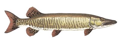 Muskellunge