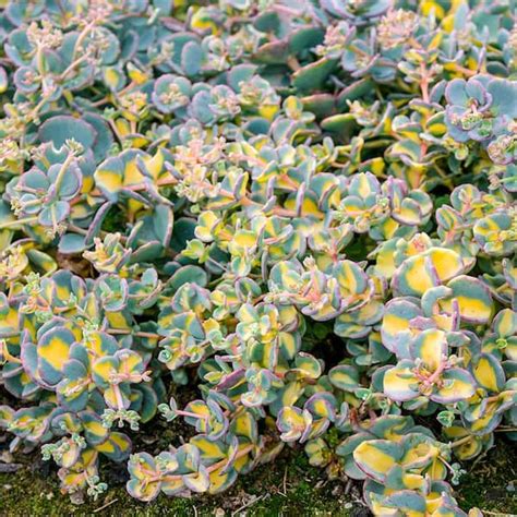 Spring Hill Nurseries 4 in. Pot Variegated Creeping Blue Sedum Live Deciduous Plant Blue and ...