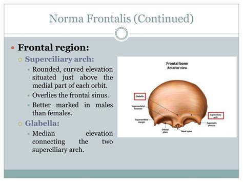 Anatomy head and neck(norma frontalis)