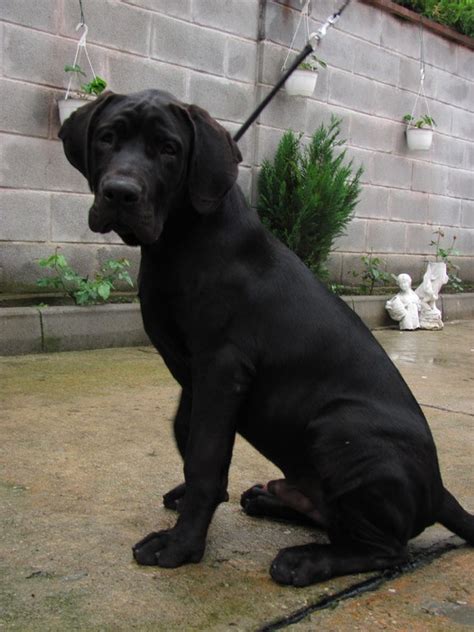 Tosa Inu Info, Temperament, Training, Diet, Puppies, Pictures