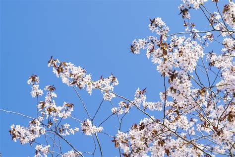 Sakura Kiraz Ağacı - Pixabay'de ücretsiz fotoğraf