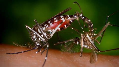 What does a dengue mosquito bite look like? All you need to know