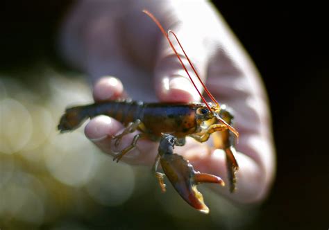 Baby lobster numbers spell trouble for shellfish population