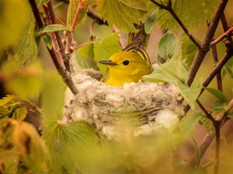 Neil Ellis Photos: 3 More Warblers – Magee Marsh - AllanShowalter.com