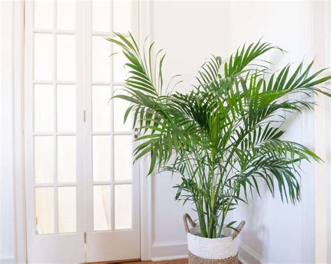 30 Indoor Plants that Love Full Sun