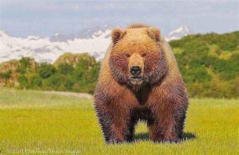 🔥 This is a very beefy kodiak Bear! The second largest bear only being dwarfed by by the polar ...