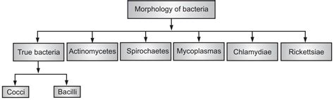 Morphological Classification Of Bacteria Solution Pharmacy | My XXX Hot Girl