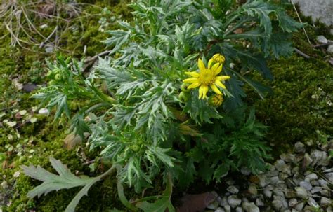 Oxford Ragwort