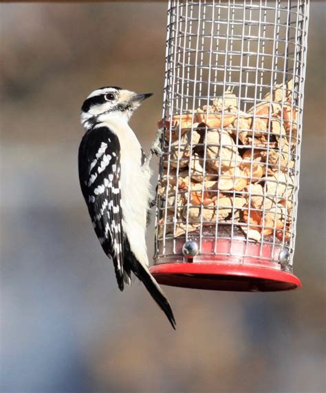 Downy Woodpecker at Peanut Feeder - FeederWatch