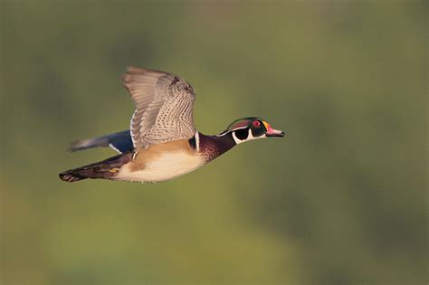 Ohio Ducks – 10 Most Common Species (That You Can See)