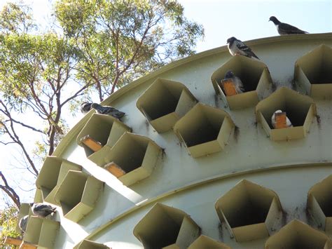 File:Batman Park Pigeon Loft.JPG - Wikimedia Commons