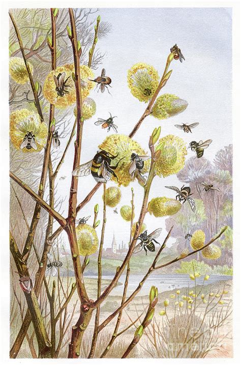 Cluster Of Bees Chromolithograph 1884 Digital Art by Thepalmer - Fine Art America