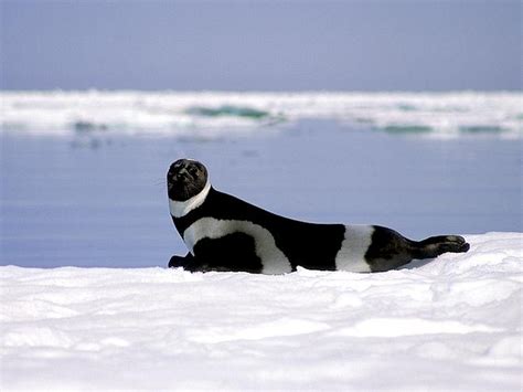 Ribbon Seal – "OCEAN TREASURES" Memorial Library