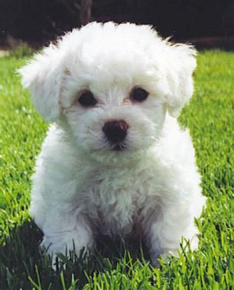 Maltipoo vs Bichon Frise - Breed Comparison | MyDogBreeds