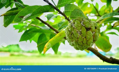 Beautiful custard apple stock image. Image of tree, produce - 100736099