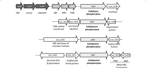 Cellobiose and cellodextrin phosphorylase genes and their neighboring... | Download Scientific ...