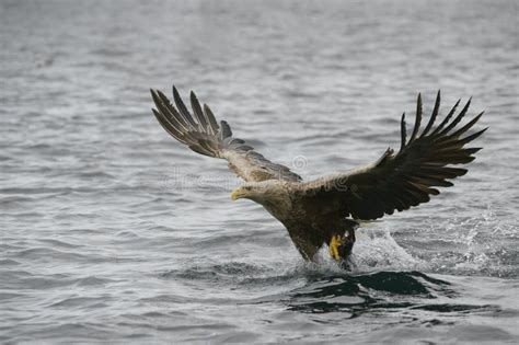 Eagle Catching Prey stock photo. Image of catch, nature - 42904598