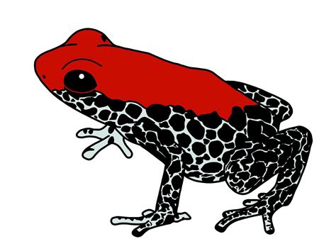 Poison Dart Frog Drawing Easy - HD Wallpapers