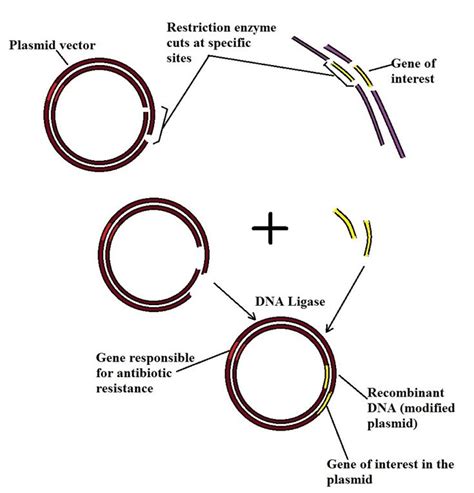 Recombinant DNA Technology - Steps, Applications and Gene Therapy | Dna technology, Recombinant ...