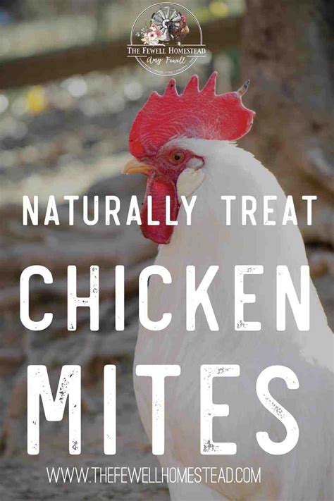 Naturally Treating Chicken Mites with Essential Oils and Garlic - Amy K ...