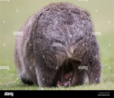 Animal wombat common wombat hi-res stock photography and images - Alamy